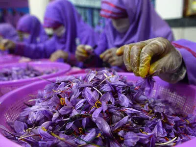 رتبه اول تولید زعفران دنیا را داریم / فقط ٢۵ درصد گردش مالی زعفران مربوط به ما است
