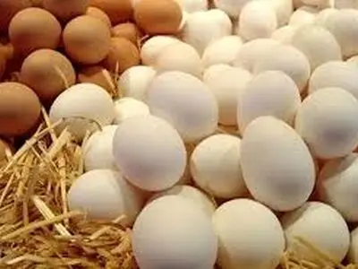 افزایش 100 درصدی صادرات تخم‌مرغ خوراکی از استان مرکزی 