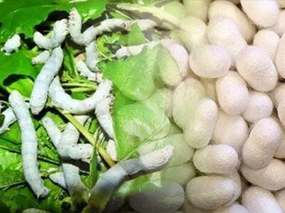 عدم تامین برگ توت مورد نیاز کرم‌های ابریشم موجب کاهش میزان تولید شد
