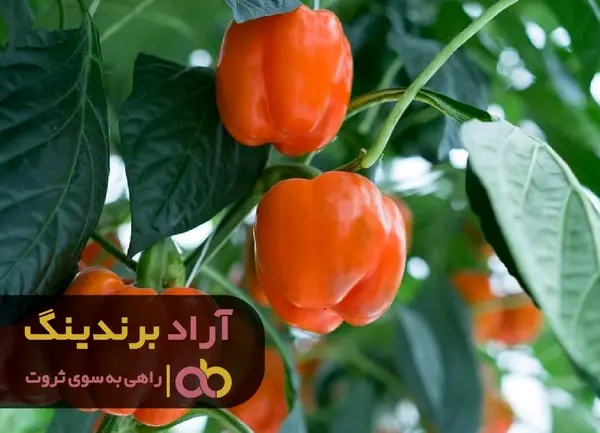 با یک بیزینس ایده آل تبدیل به یک فرد ثروتمندی شدم