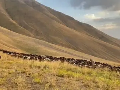 اخراج بیش از ۷۰۰ راس دام غیرمجاز از ارتفاعات اثر طبیعی ملی دریاچه تار دماوند