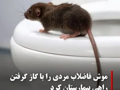 موش فاضلاب مردی را با گاز گرفتن راهی بیمارستان کرد