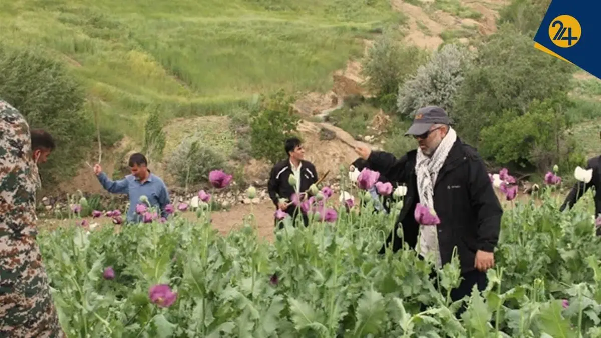 پشت پرده مزارع مشکوک خشخاش در ایران؛ ردپای مافیای مواد در شایعه قانونی شدن کشت خشخاش