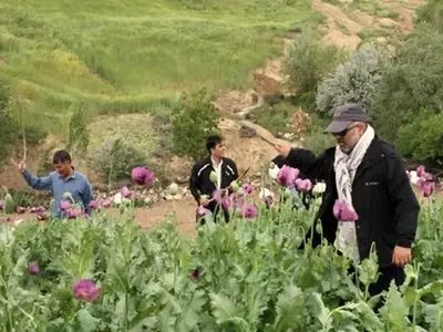 پشت پرده مزارع مشکوک خشخاش در ایران؛ ردپای مافیای مواد در شایعه قانونی شدن کشت خشخاش