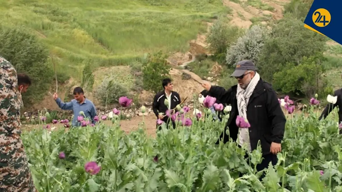 پشت پرده مزارع مشکوک خشخاش در ایران؛ ردپای مافیای مواد در شایعه قانونی شدن کشت خشخاش
