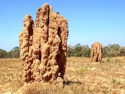 این حشرۀ کوچک شاهکارهای حیرت‌انگیز معماری می‌سازد!