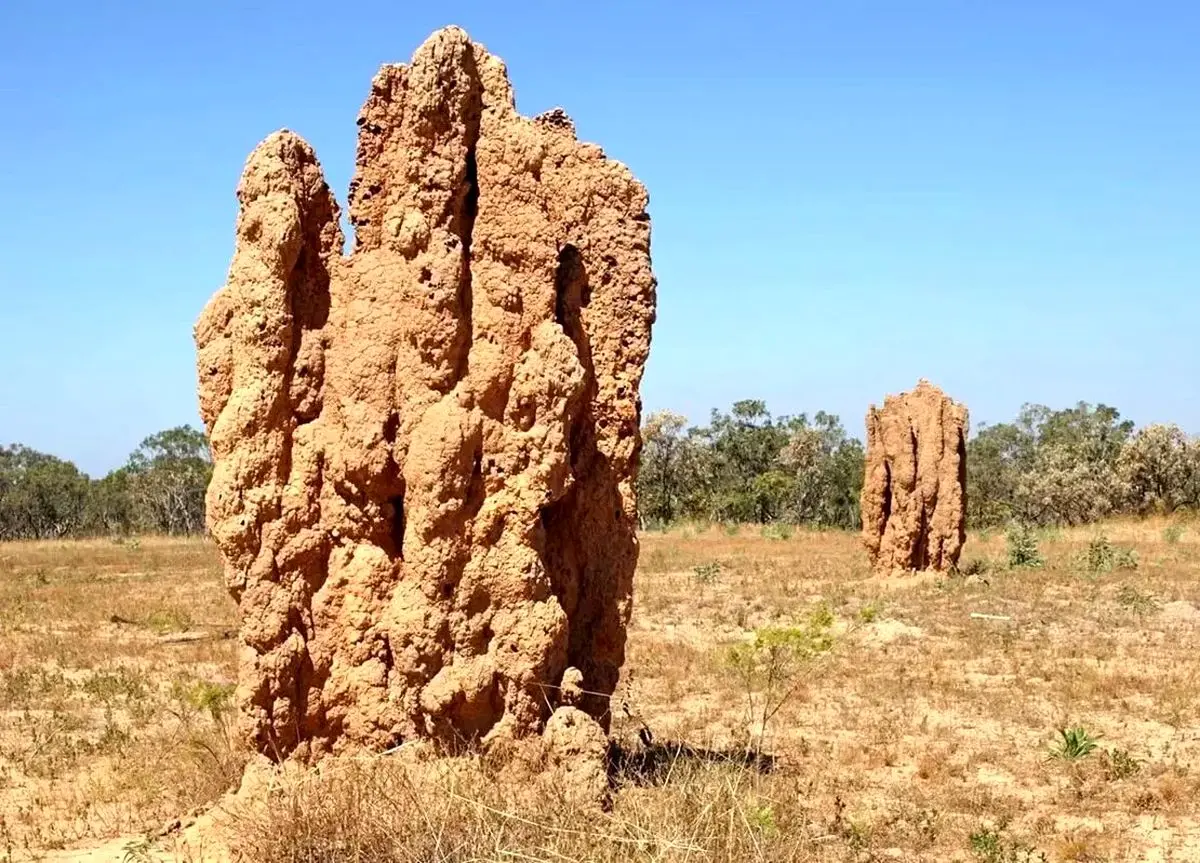 این حشرۀ کوچک شاهکارهای حیرت‌انگیز معماری می‌سازد!