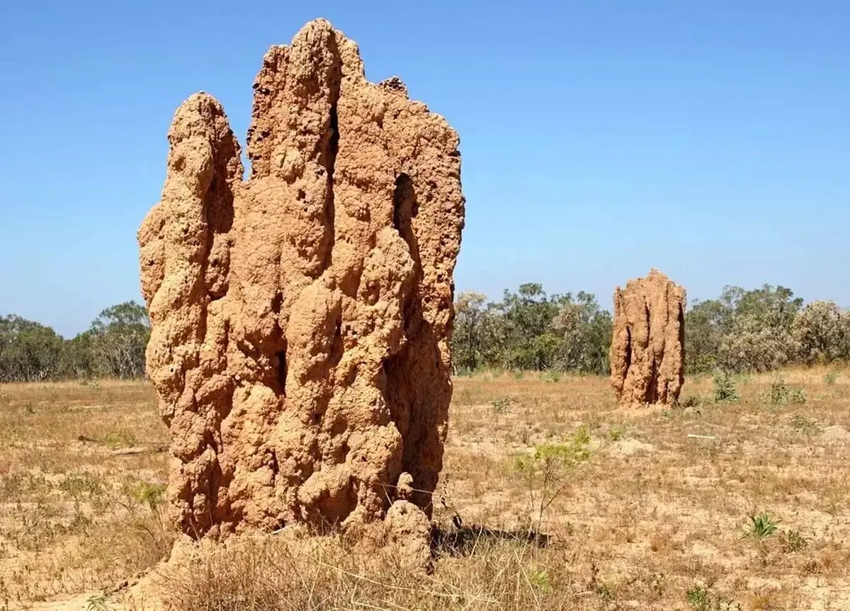 این حشرۀ کوچک شاهکارهای حیرت‌انگیز معماری می‌سازد!
