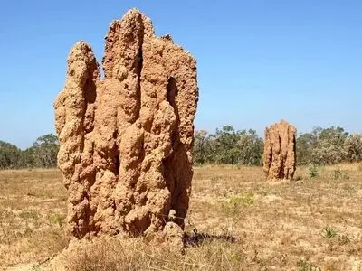 این حشرۀ کوچک شاهکارهای حیرت‌انگیز معماری می‌سازد!