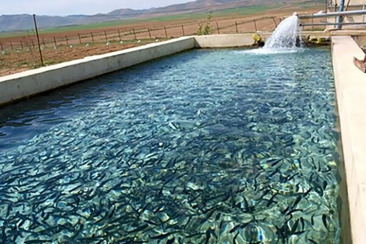 ۶۰ درصد ماهیان گرمابی گلستان در گنبدکاووس تولید می شود