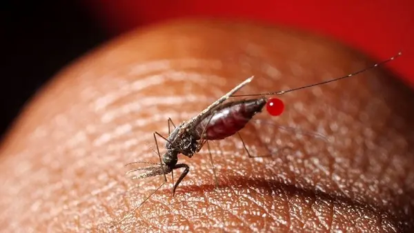 دستورالعمل تشدید مراقبت مالاریا به مراکز درمانی مشهد ابلاغ شد