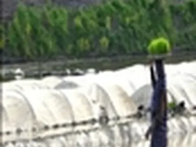 از تغییر کاربری شالیزارهای املش جلوگیری شد