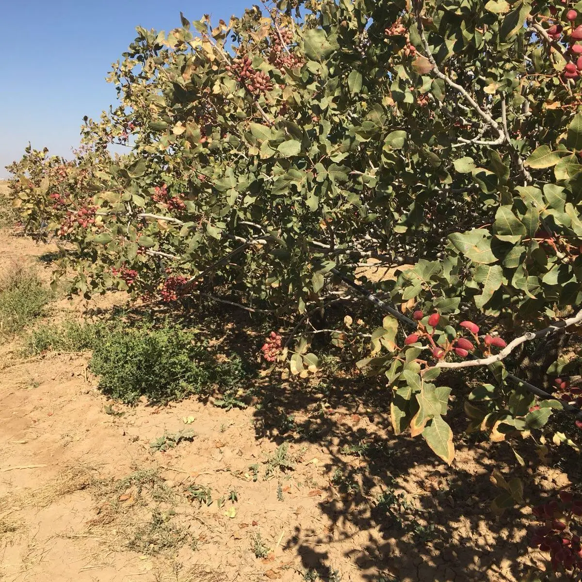 خسارت  1000 میلیاردی به باغات پسته رفسنجان/ درخواست تشکیل ستاد بحران از رئیس جمهور