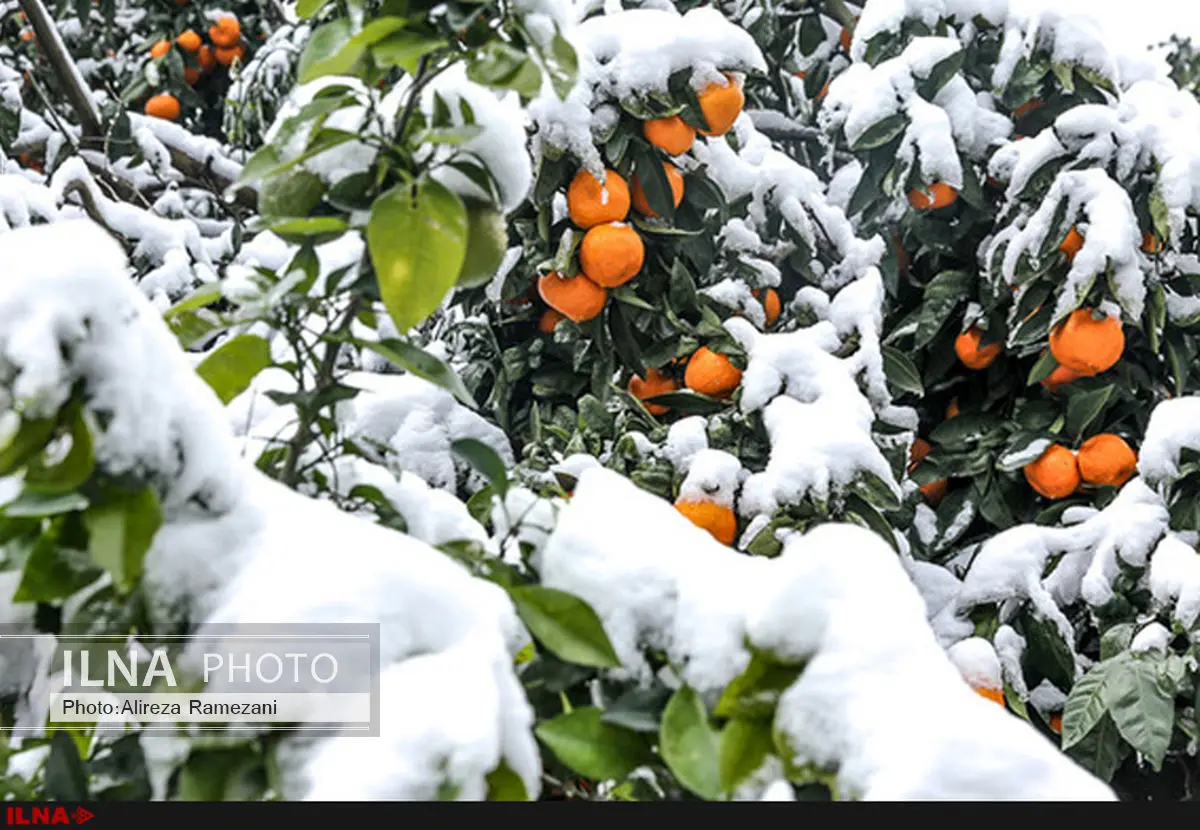 سرمازدگی مرکبات جزئی است/ مازاد تولید مرکبات داریم