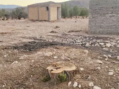 قطع ۵۰ اصله درخت در شهرستان داراب/ «بید های مجنون» و «کُنار» ایستاده می‌میرند/ قلع و قمع درختان چند صد ساله جنگلی در منطقه سلما 