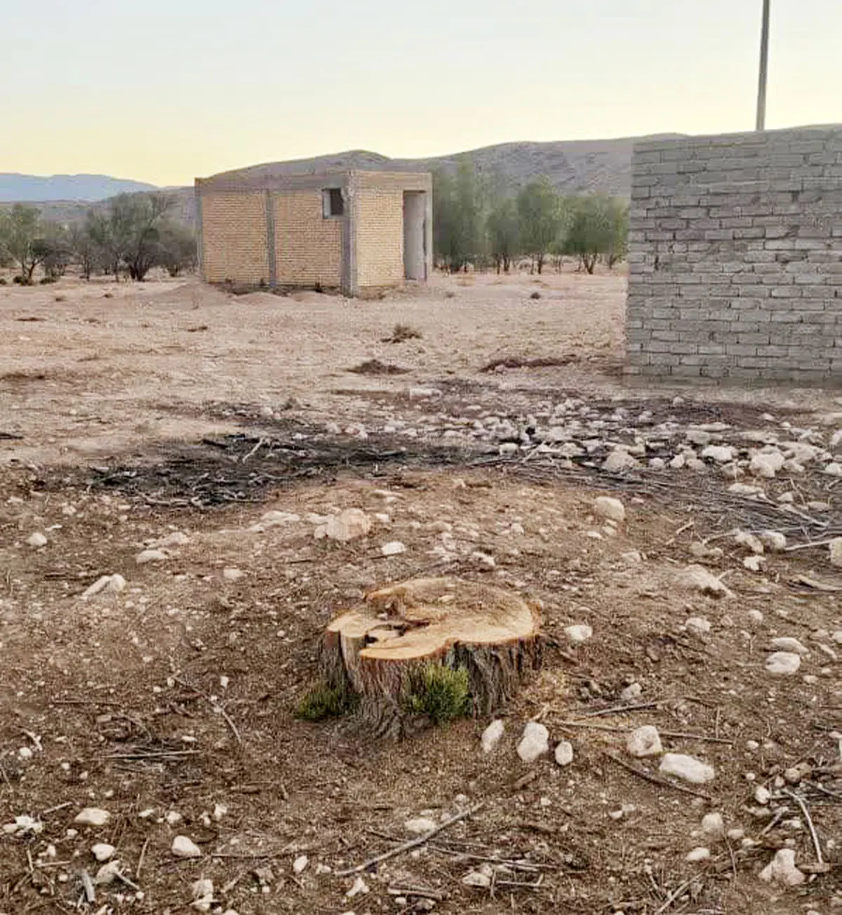 قطع ۵۰ اصله درخت در شهرستان داراب/ «بید های مجنون» و «کُنار» ایستاده می‌میرند/ قلع و قمع درختان چند صد ساله جنگلی در منطقه سلما 