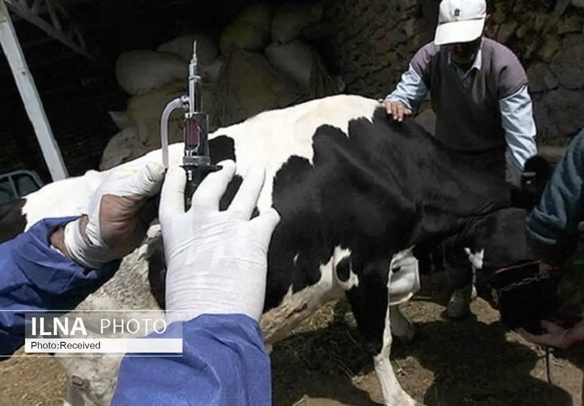 23 روستای کم برخوردار قزوین از خدمات دامپزشکی بهره‌مند شدند