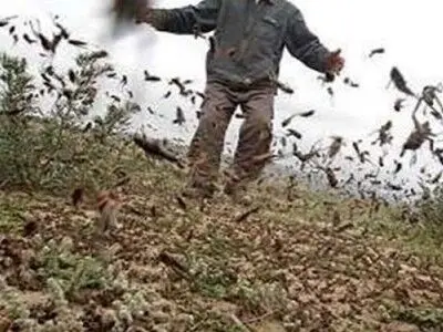 برای نابودی ملخ‌های مهاجم نباید سم‌پاشی کنیم