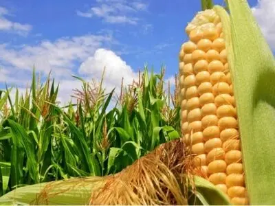 آغاز برداشت ذرت علوفه ای در مه‌ولات خراسان رضوی