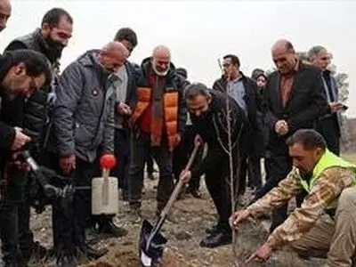۲۰ هزار درخت جایگزین درختان آلوده‌ چیتگر می‌شود

