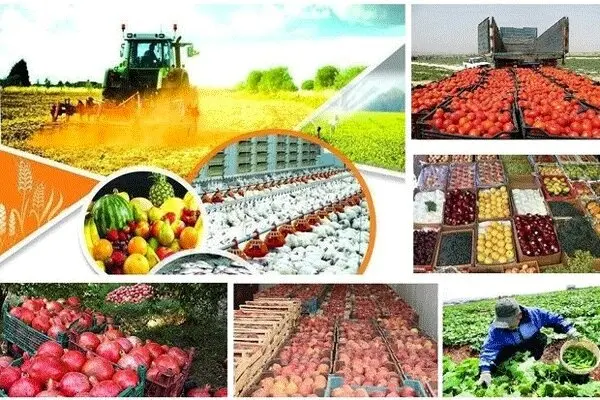 بیش از ۱۹ هزار تن محصولات کشاورزی لرستان خریداری شد