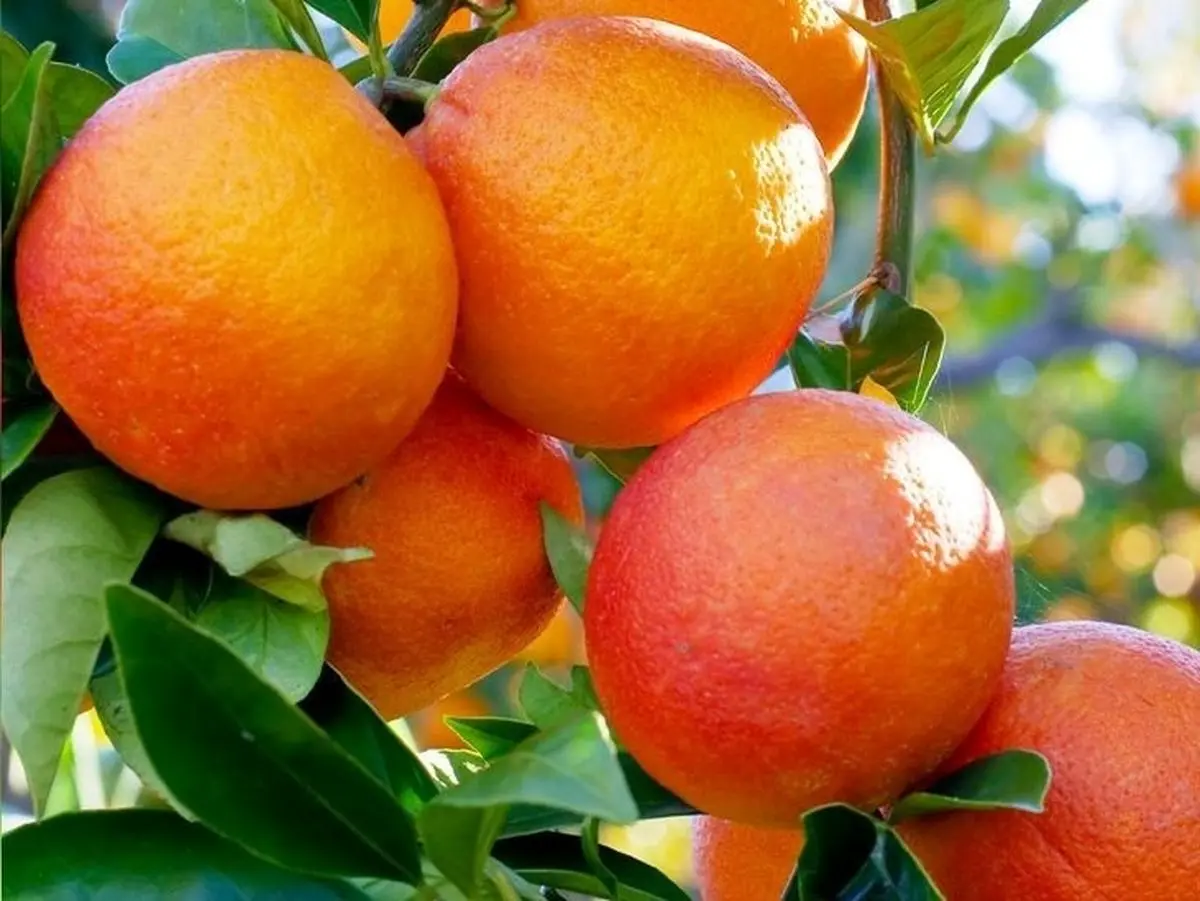 معرفی ارقام جدید پرتقال و نارنگی متناسب با ایران 