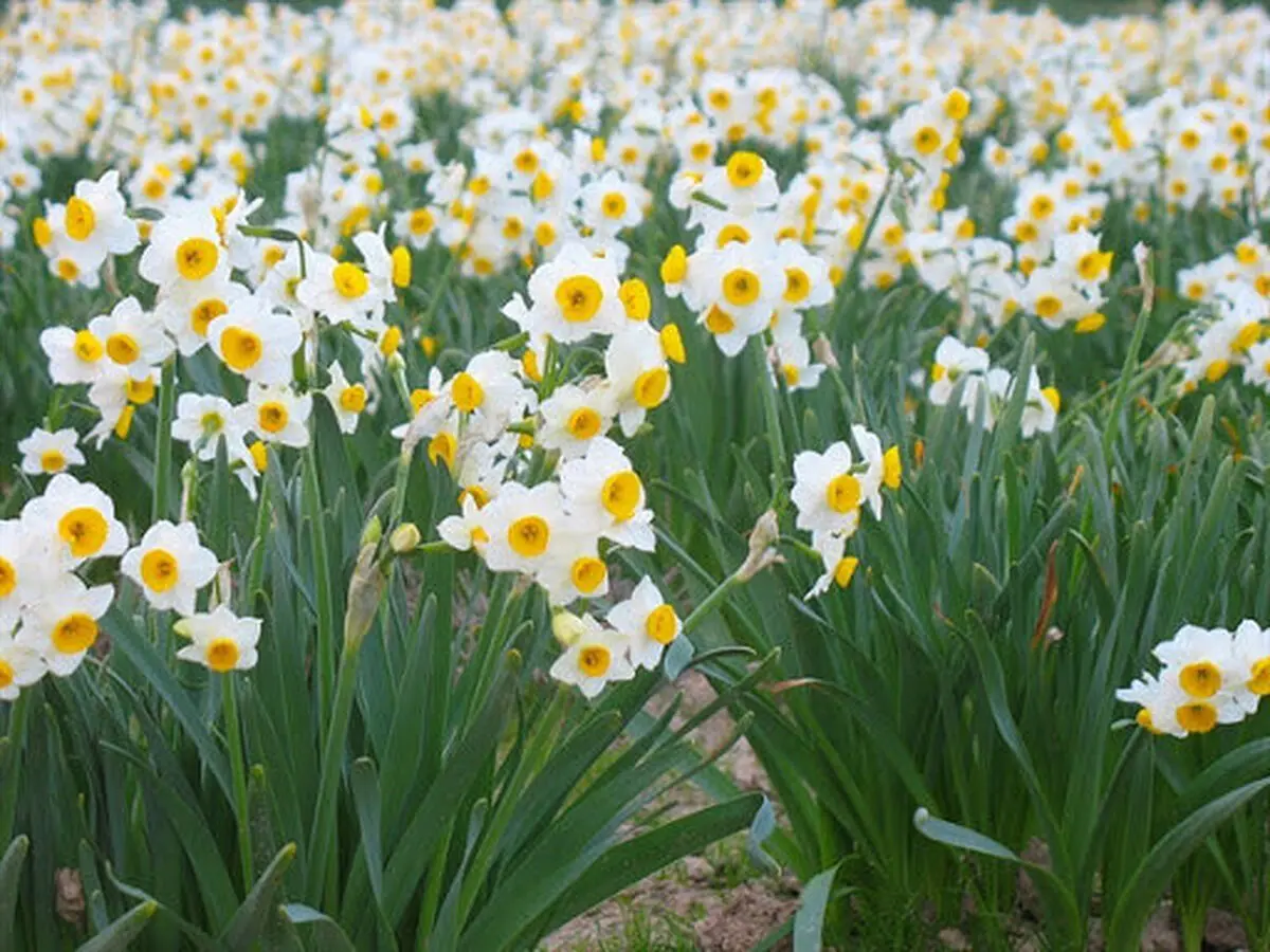 کشت 4 هزار متر مربع گل نرگس در گلوگاه