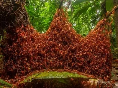 تنها نقطه دنیا که در آن مورچه نمی بینید کجاست؟