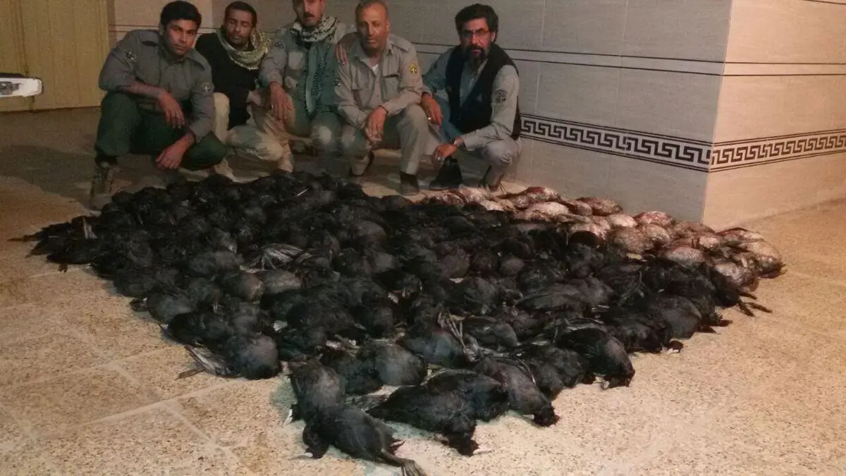 مرگ مشکوک پرندگان سار در بجنورد/ عامل مرگ احتمالا بذر سمی