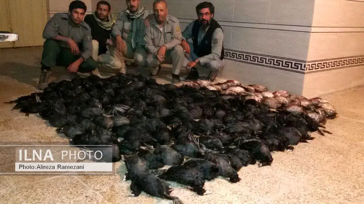 دستگیری ۹ متخلف شکار غیرمجاز پرنده در تالاب هورالعظیم