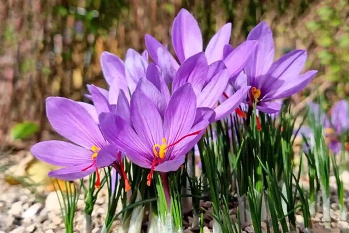 Get Superior Quality and Reasonable Price of Iranian Saffron Only from Tida Saffr