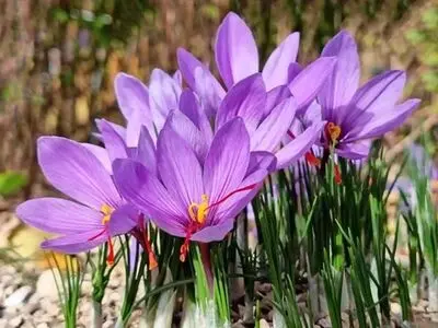Get Superior Quality and Reasonable Price of Iranian Saffron Only from Tida Saffr