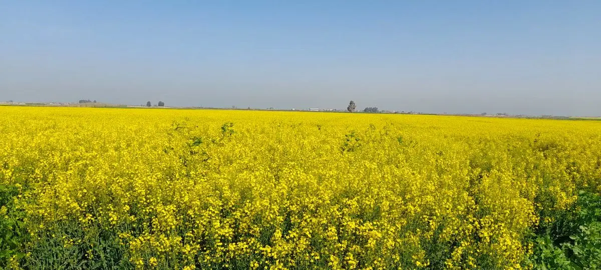 خرد شدن اراضی در گلستان، بهره‌وری و مدیریت کشاورزی را سخت تر می‌کند/کاهش بهره‌وری محصولات کشاورزی ناشی از خرد شدن اراضی