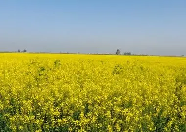 خرد شدن اراضی در گلستان، بهره‌وری و مدیریت کشاورزی را سخت تر می‌کند/کاهش بهره‌وری محصولات کشاورزی ناشی از خرد شدن اراضی