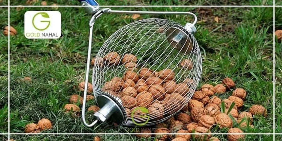 چرا بعد از خرید نهال گردو برخی از نهال ها خشک می‌شوند ؟