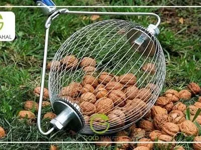 چرا بعد از خرید نهال گردو برخی از نهال ها خشک می‌شوند ؟