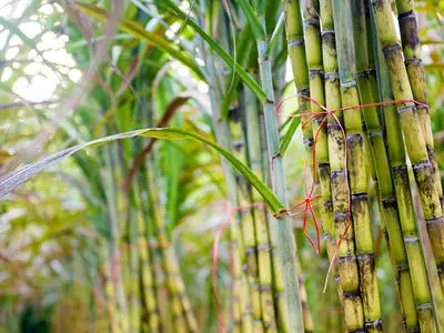 چرا مقداد محمودی گزینه‌ای مناسب برای نیشکر است؟