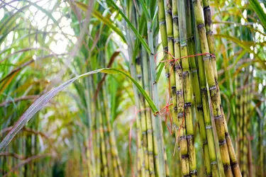 چرا مقداد محمودی گزینه‌ای مناسب برای نیشکر است؟