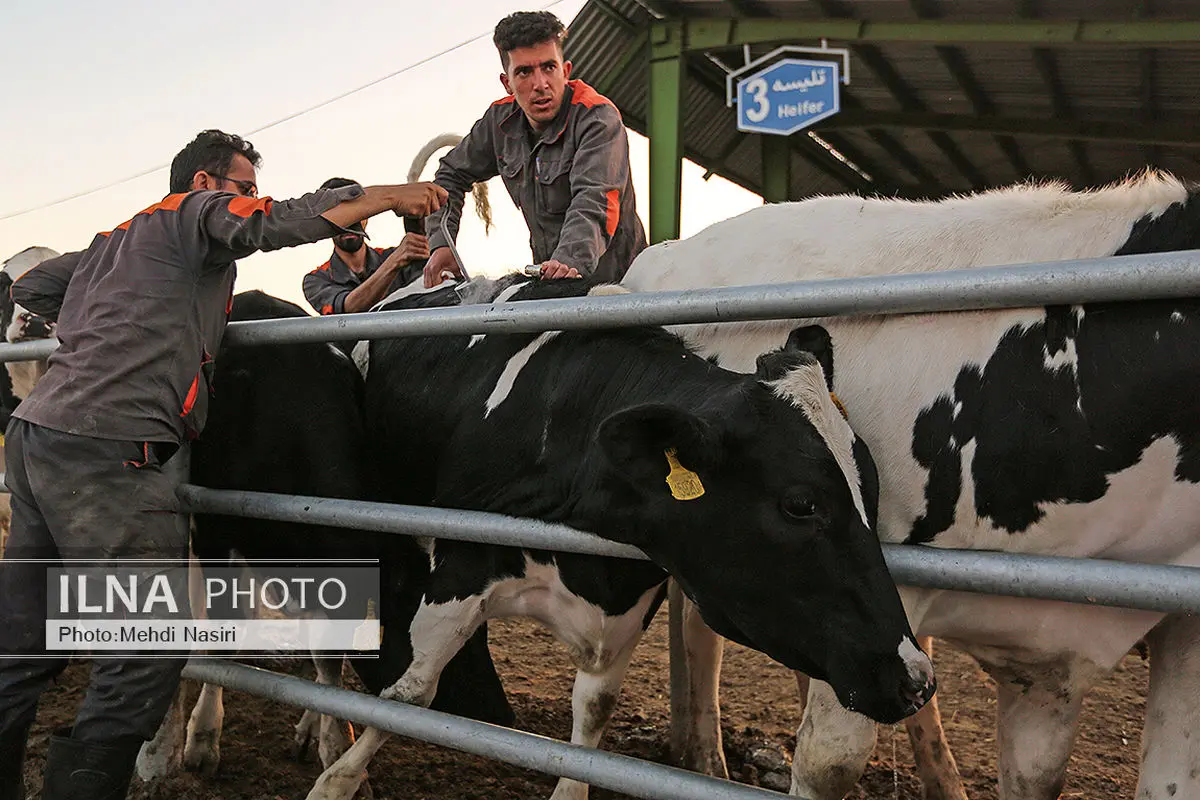 لغو «رکوردبرداری گاوهای شیری» برای مهار تب برفکی در همدان