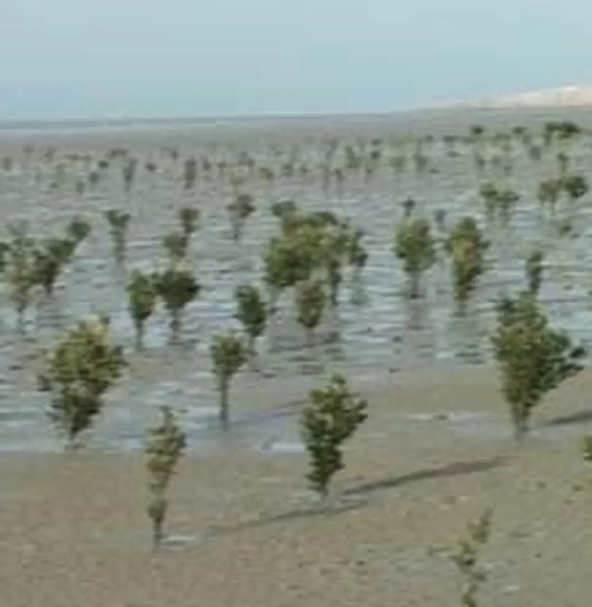 کاشت ۱۰ هزار اصله نهال حرا در خورهای شهرستان ماهشهر