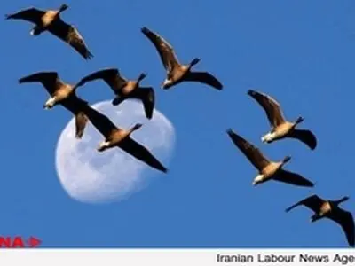 شکار غیرقانونی سالیانه یک میلیون پرنده در فریدون‌‌کنار
