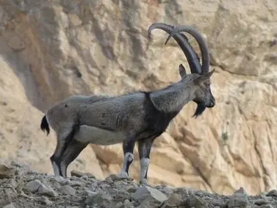 تامین علوفه زمستانه حیات وحش دنا
