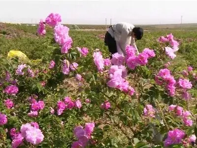 آغاز برداشت گل محمدی از گلستان‌های گل محمدی شهرستان گناباد
