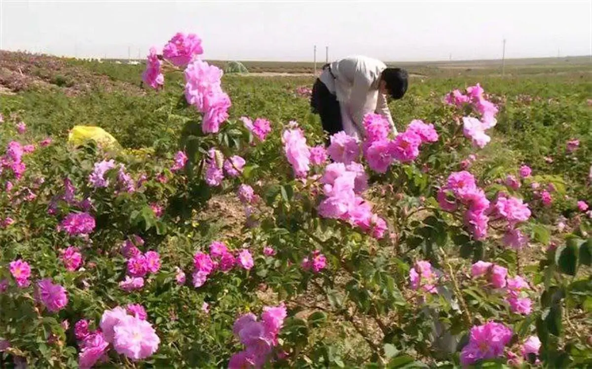 آغاز برداشت گل محمدی از گلستان‌های گل محمدی شهرستان گناباد
