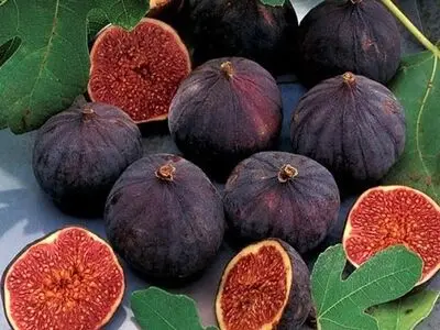 راه‌اندازی بورس محلی برای عرضه محصول انجیر در بورس کالا