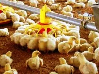 افزایش 17 درصدی جوجه‌ریزی در واحدهای مرغداری استان مرکزی 