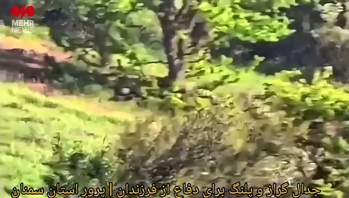 جدال گراز وحشی با پلنگ در پرور سمنان + فیلم