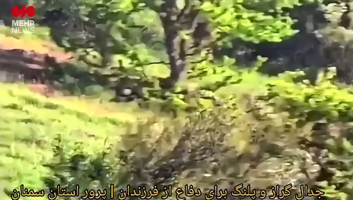 جدال گراز وحشی با پلنگ در پرور سمنان + فیلم
