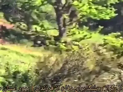 جدال گراز وحشی با پلنگ در پرور سمنان + فیلم