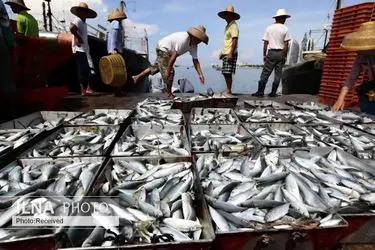 صادرات ۱۳ هزار تن محصولات شیلاتی مازندران به بازارهای جهانی/ ارزآوری ۱۹ میلیون دلاری آبزیان مازندران برای کشور